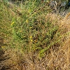 Plants: image 71 Of 208 Thumb